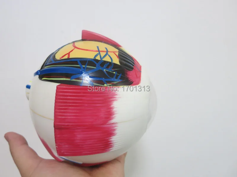 6-eyeball (3)
