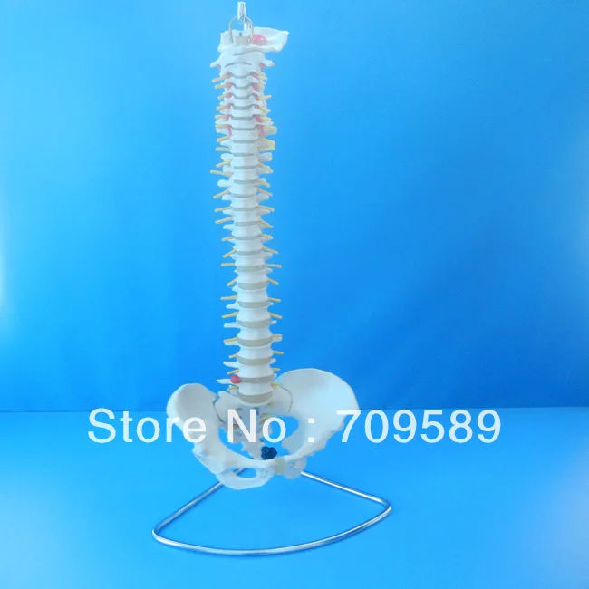 

Deluxe Life-Size Human Spine Vertebral Column with Pelvis