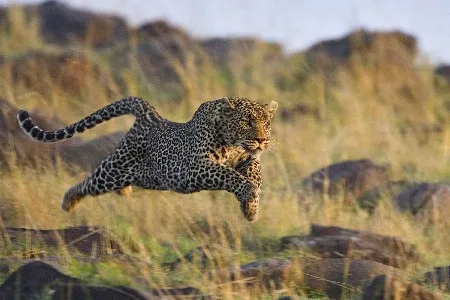 

2017 Rushed Paintings Painting By Numbers Ferocious Leopard Cheetah Running Wild Nature Animal Art Fabric Poster Print Picture
