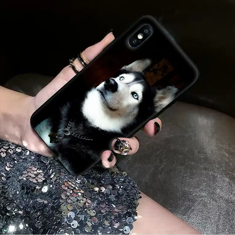 Animal dog husky