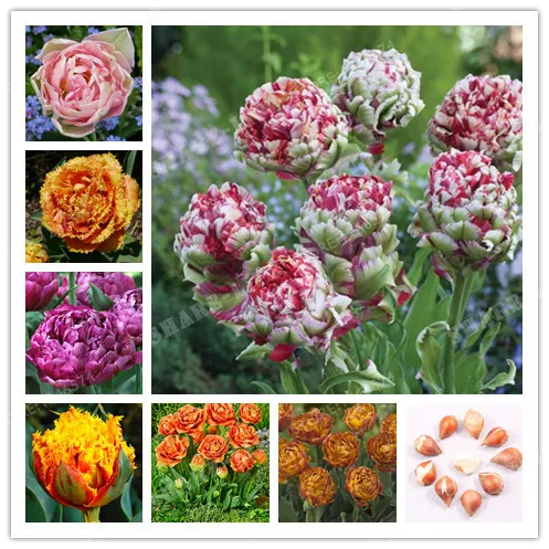 True Tulip Bulbs Tulip Flower Bonsai Flower Bulbs Symbolizes Love Tulipanes Flower Plant For Garden Plants -2 Bulbs