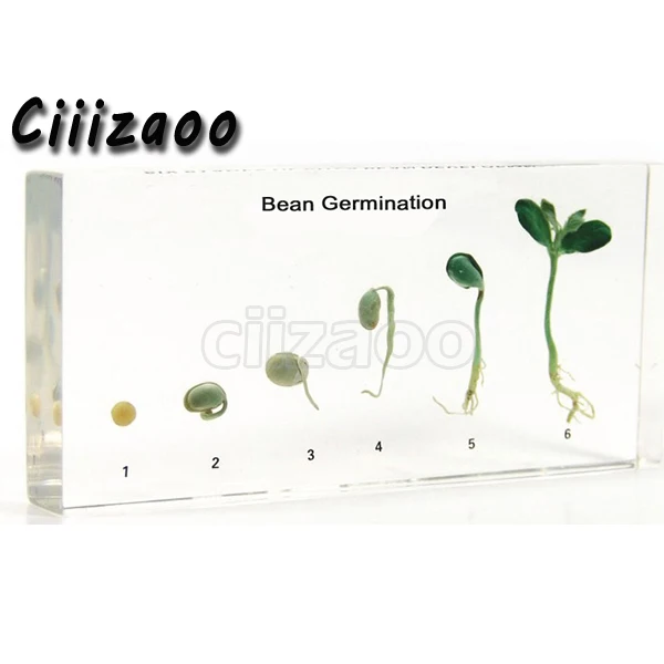 

Bean Germination Specimen paperweight Taxidermy Collection embedded In Clear Lucite Block Embedding Specimen