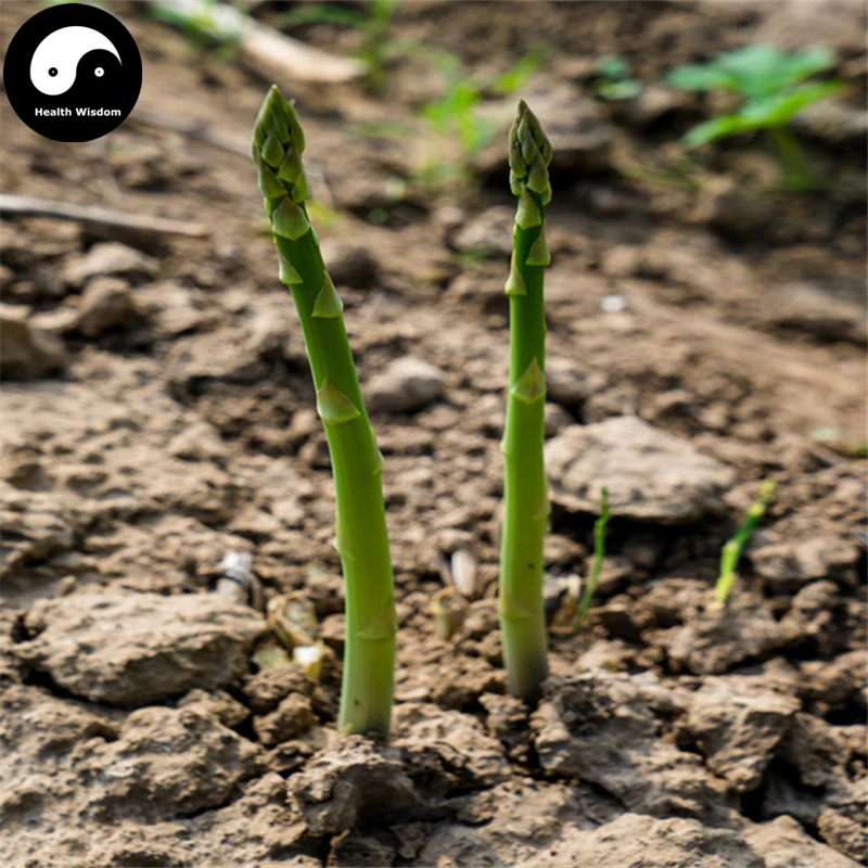 Buy Green Asparagus Vegetable Semente 30pcs Plant Buds