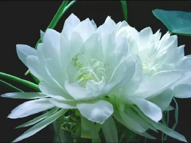Full-Diamond-Painting-flowers-Snow-Lotus-Herb-Bedroom-3D-Square-Diamond-Mosaic-icon-mural-Diy-Arts.jpg_640x640