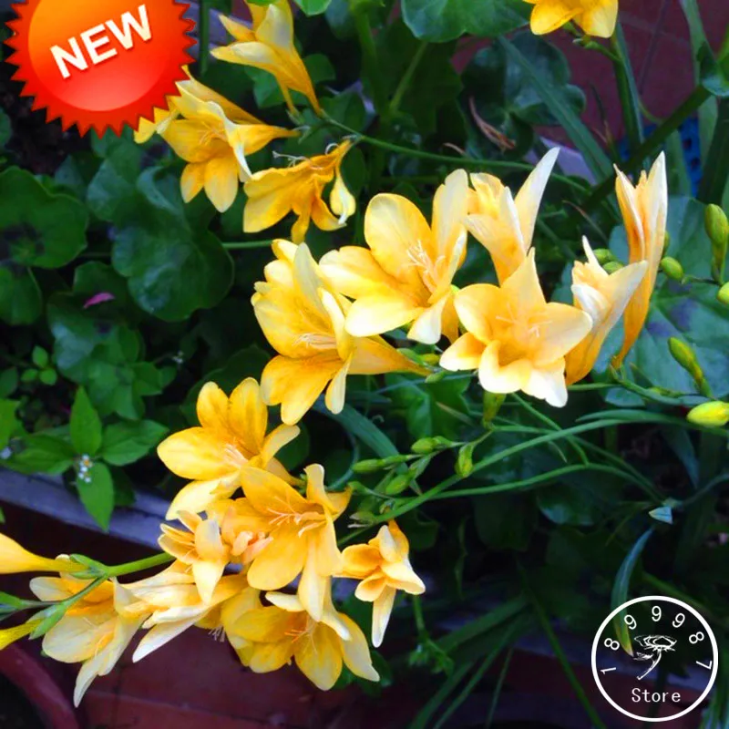 Промо-акция! желтая фрезия бонсай растения сад орхидей 100 шт./пакет,# UY406W