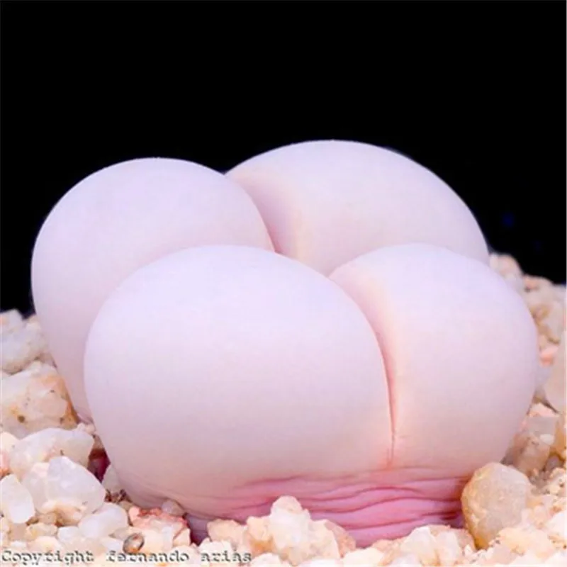 

10 PCS Rare Succulent lotus Bonsai plants Pseudotruncatella Living Stone Rare Succulent Home Garden for Flower Pot Planters