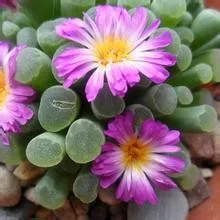 German Imports Of Potted Flowers Succulents 100pcs/lot bonsai German Imports Of Potted Flowers Succulents 100pcs/lot bonsai