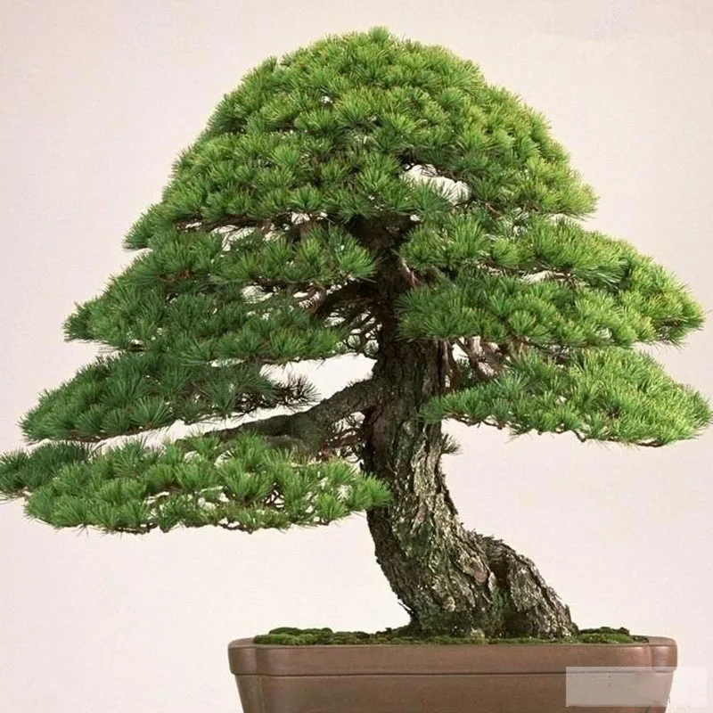 

Hot Sale! 20 Pcs/Pack Pine Bonsai Four Seasons Bonsa Plants for Home Garden and Balcony, Backyard Bonsai Tree Flower Seedsplants