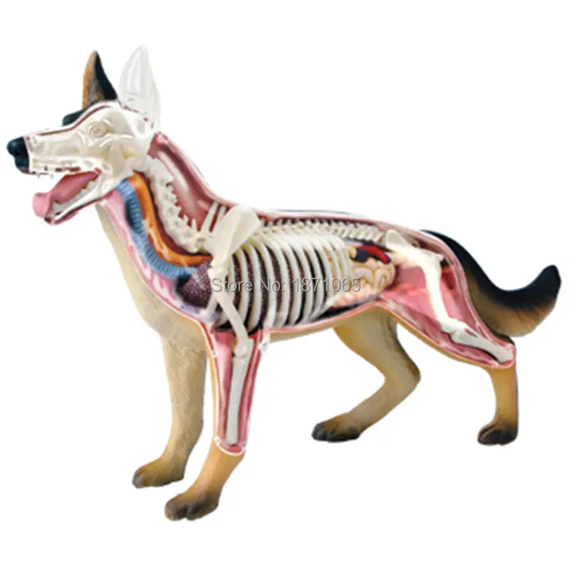 4D мастер собака анатомическая модель игрушки скелет модель кости мерная анатомическая модель научное образование модель Фигурка