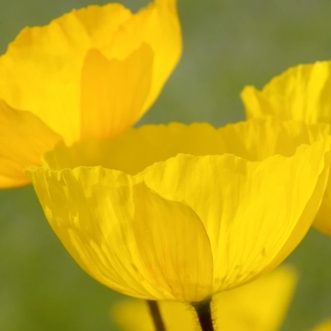Yellow Poppies Poster Print (17 x 11)