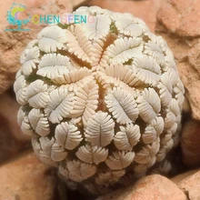 Fairy Succulents Seeds 50pcs/set Prevent Radiation fleshy seeds,Imported cactus hybrid bonsai seeds Succulent plant