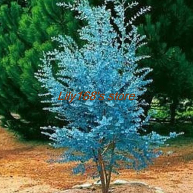 30 pcs impressive Eucalyptus Bonsai gunnii Cider Gum Eucalyptus Bonsai