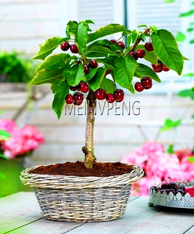New Arrival!4 kind fruit,bonsai fruit tree bonsai,vegetable and fruit garden plant Delicious apple orange kiwi cherry total New Arrival!4 kind fruit,bonsai fruit tree bonsai,vegetable and fruit garden plant Delicious apple orange kiwi cherry total