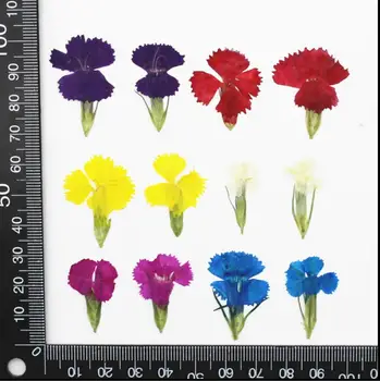 

60pcs Pressed Dried Dianthus Caryophyllus Flower Plant Herbarium For Jewelry Postcard Invitation Card Phone Case Bookmark DIY