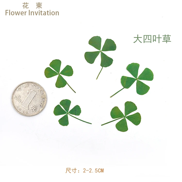 

Flower Invitation the collection of hand plant pressed flower
