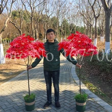 20 Pcs Bonsai Maple Japanese Maple Bonsai Tree Potted Plant Balcony Plants For Home Garden Beautiful Flower Pot Easy To Grow the crown maple guide to maple syrup