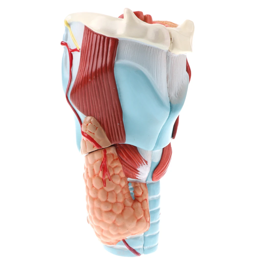 

Magnification 2x Human 5 Parts Pharynx Larynx Model Medical Study Display