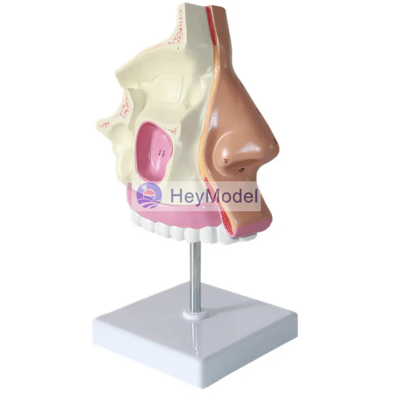 Heymodel нормальный носа модели Размеры 1:1