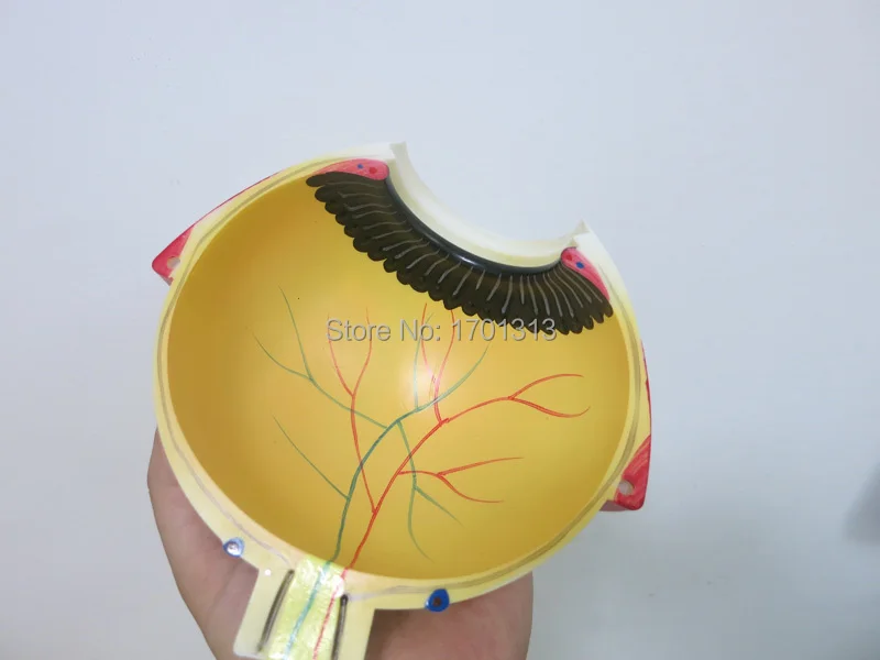Модель глазного яблока диаметр 15 см специальное украшение клиника персонализированные декоративные фигурки биология офтальмология доктор