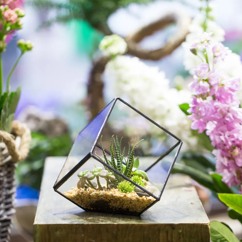 

Tabletop Succulent Fern Moss Plant Micro Landscape Polyhedron Clear Glass Geometric Terrarium Plant Planter Box Bonsai FlowerPot