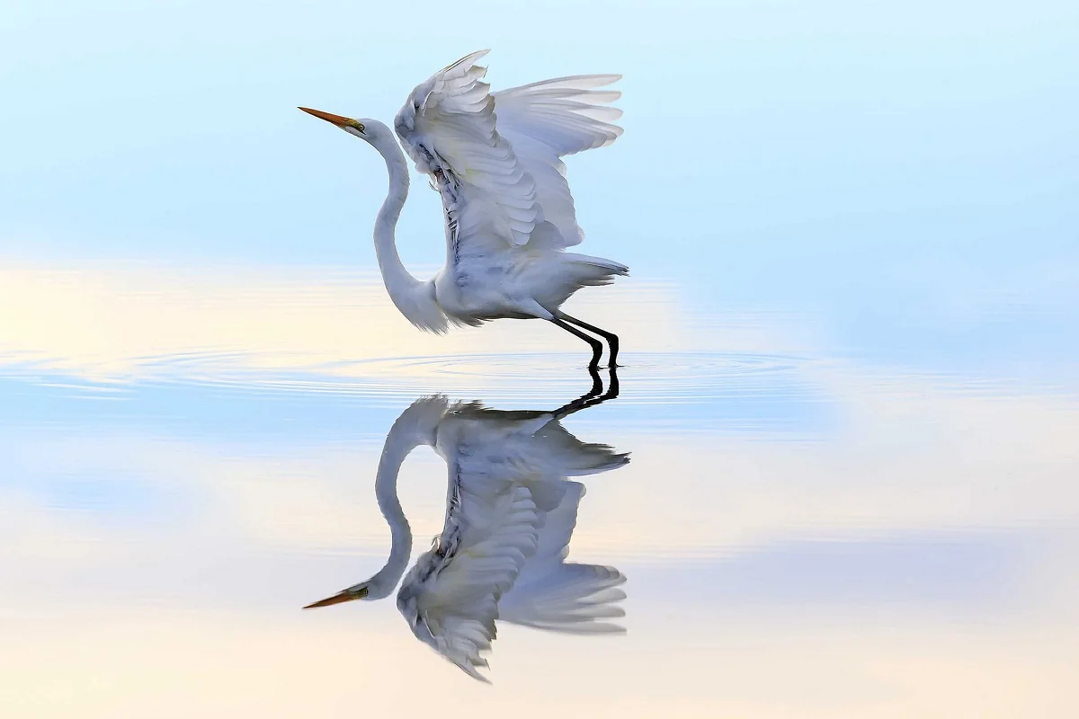 Индивидуальный Рисунок ткань плакат птица Heron flight on the water PMD587 для украшения стен