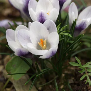 

2 pcs Saffron Flower bulbs,Saffron Crocus bulbs,It Is the Saffron Bulbs