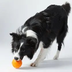 Нетоксичный и безопасный собака жевательный пищащий шарик интерактивный чистки зубов обучение, игры игрушка для собаки щенка