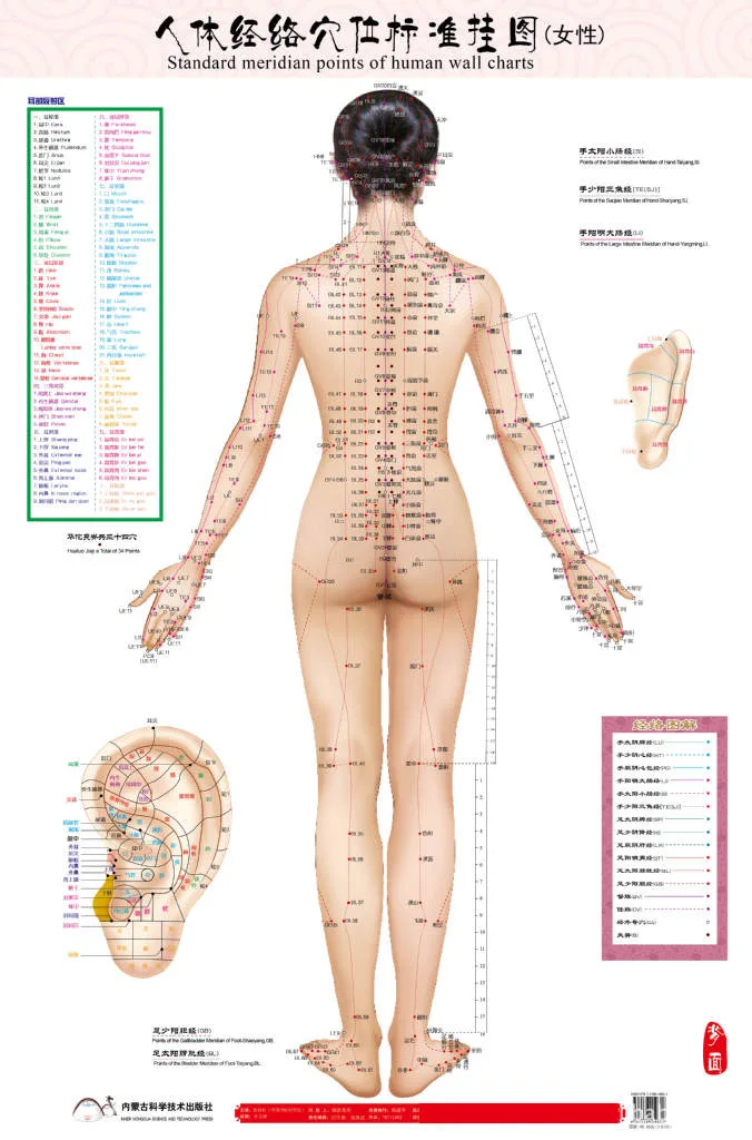 Стандартные пункты меридиана человека настенная диаграмма женский/мужской акупунктурный массаж точка карта Флипчарт HD 3 китайско-английские женщины