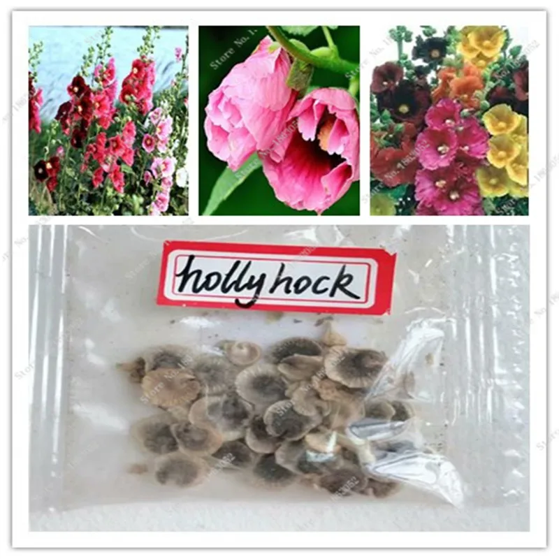 

50+ Alcea Hollyhock Flower Bonsai Plant Scarlet Mix / Perennial Blooming for Home Garden