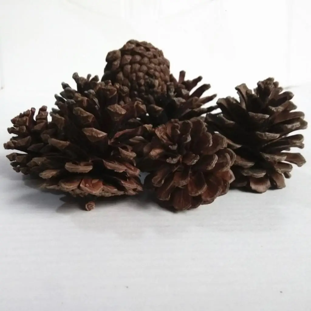 10pcs Natural Pine Cones In Bulk Dried Flowers Table Ornament for Home Christmas Decoration DIY Floral Craft Arrangement