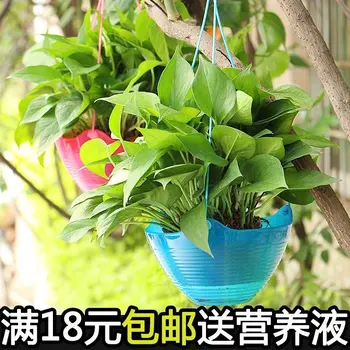 

New PP Resin Pots, Automatic Watering, Lazy Pots, Green Plants, Chlorophytum Chlorophytum