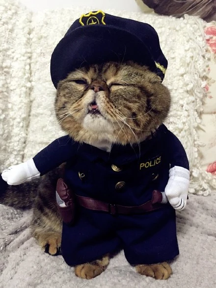 New-2016-whimsy-Free-shipping-so-funny-Pet-cat-dog-Dress-uniform-suit-clothes-hat-become (2)