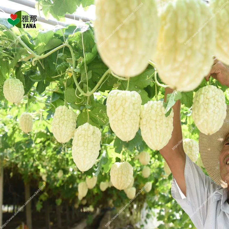 Balsam pear seeds, rare white bitter gourd, bitter melon vegetable seed