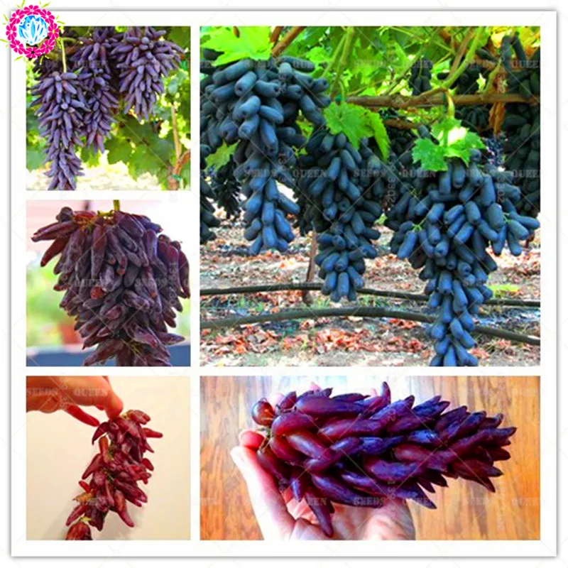 

NEW!!30pcs/bag Rare Black Finger Grape Heirloom Organic Fruit Bonsai Natural Growth Tree Climbing Plants DIY For Home Garden