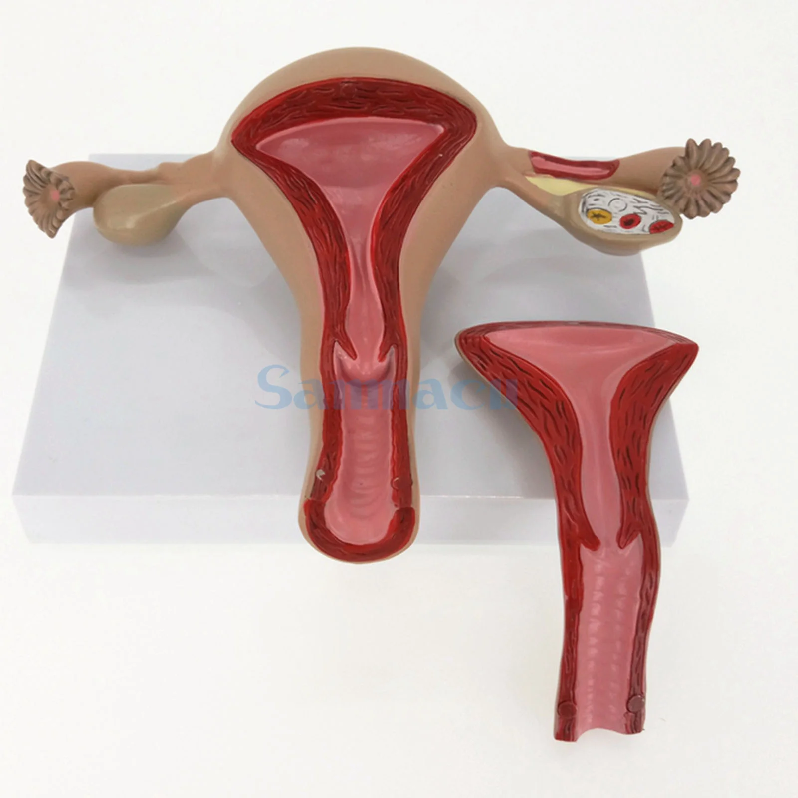 2 Part Anatomical Healthy Human Uterus and Ovary Model Female Medical Anatomy Teaching Supplies
