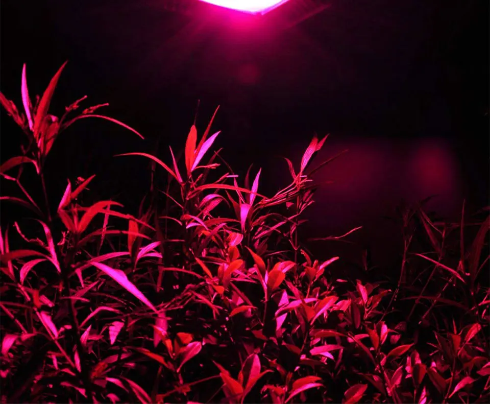 AC 110V 220V Driverless COB Plant Growing Lamp 20W 30W 50W Full Specturm Smart IC COB Chip LED Plant Grow Light Feeding Bulbs (24)