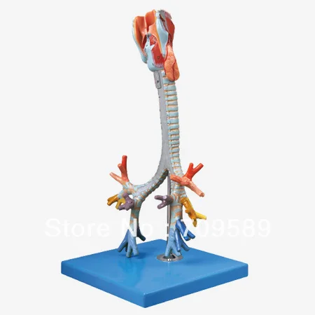 

larynx,trachea and bronchial tree model