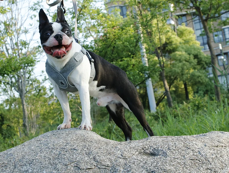  Dog Harness (15)