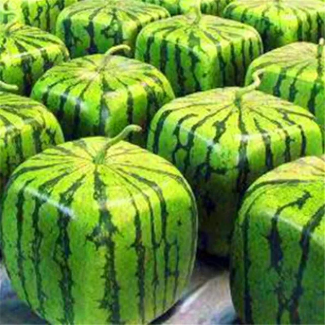 Square Water melon Seeds Non transgenic healthy fruit