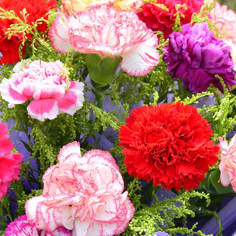 20 Colors Available Carnation Seeds Balcony Potted Courtyard Garden
