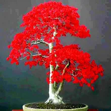 100% True Japanese Red Maple Bonsai Tree Cheap Seeds Professional Pack Very Beautiful Indoor Tree 50 Seeds / Pack