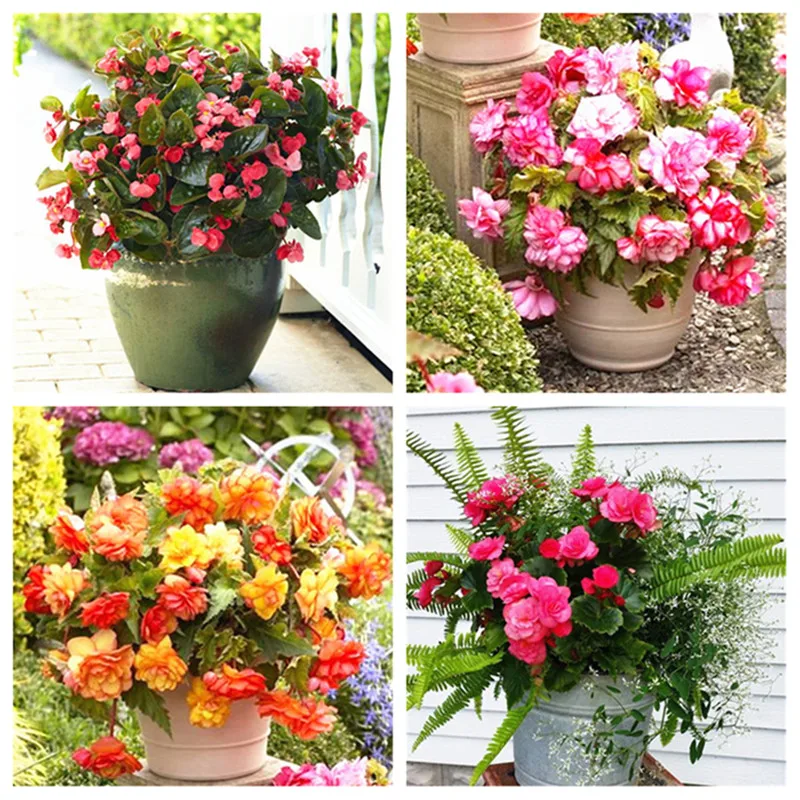 

2018 new Free shipping 200 begonia flower beautiful flower 24 color easy grow plants for home & garden AAAA
