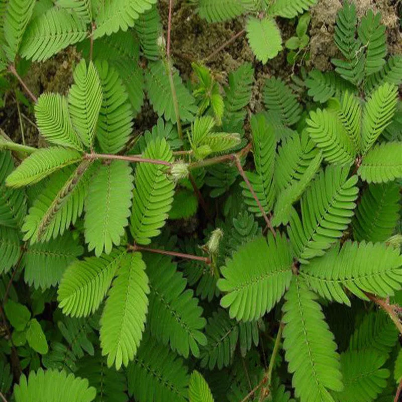 100 1000 г Чистый Экстракт Mimosa pudica 20:1 в порошке Han xiu cao чувствительное растение