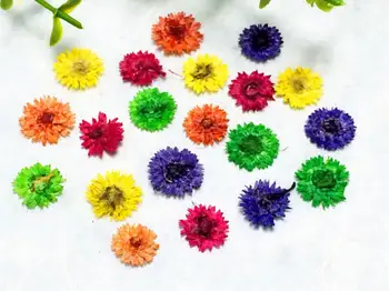 

120pcs Pressed Dried Anaphalis Sinica Hance Flowers Plants Herbarium For Jewelry iPhone Phone Case Frame Making Accessories