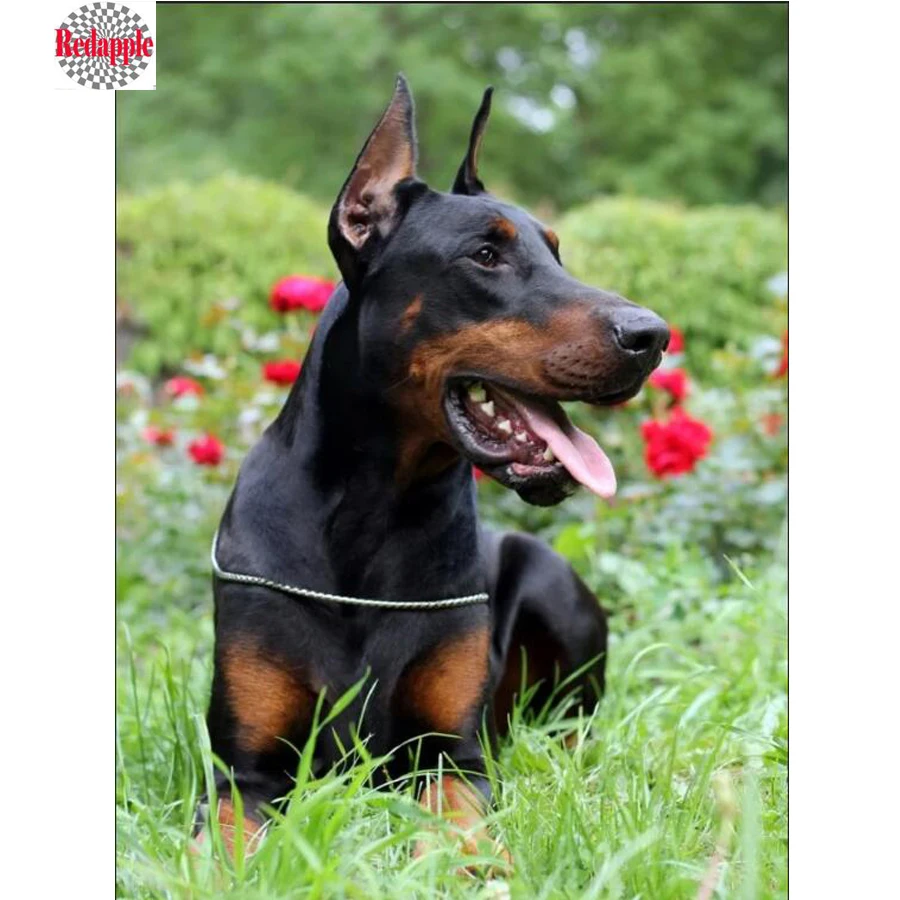 DIY 5D Алмазная мозаика для домашних животных 3d алмазная живопись Doberman Pinscher вышивка