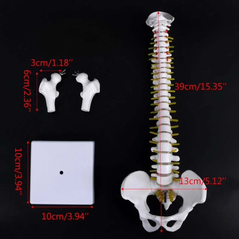 45 см анатомии человека позвоночника с тазовой гибкая модель медицинского узнать помощи анатомия модель позвоночника школьные