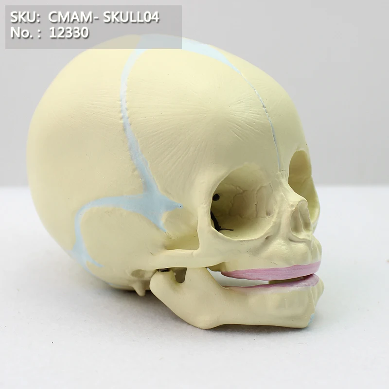 

CMAM/12330 Skull, infant- 30 weeks, Plastic Skull Medical Anatomical Model