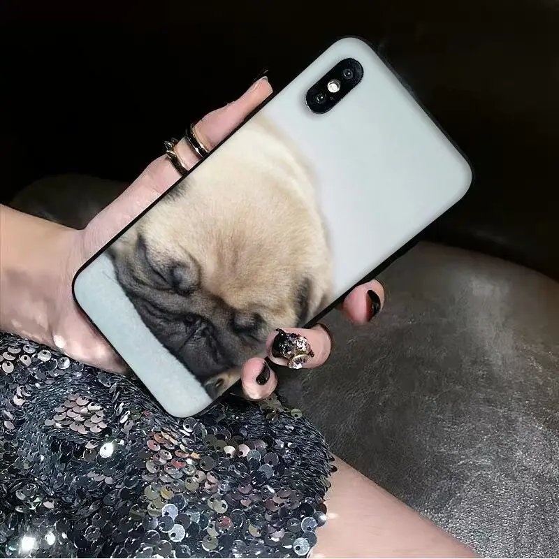 Animal Cute Pug Dog