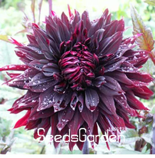 Hot Sale!Rare Black with Red Dahlia bonsai Beautiful Perennial Flowers plant Dahlia for DIY Home