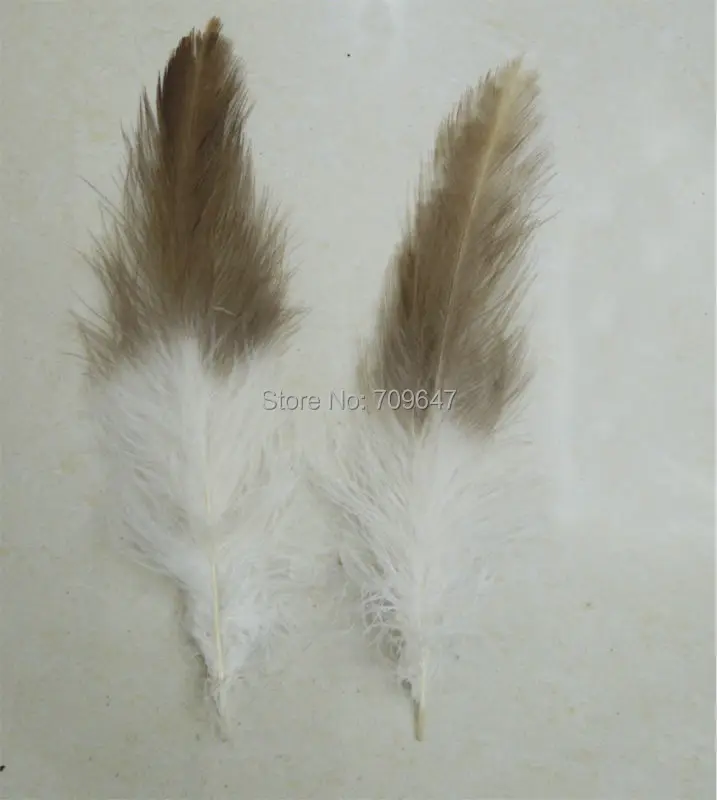 FMA0248 (2)